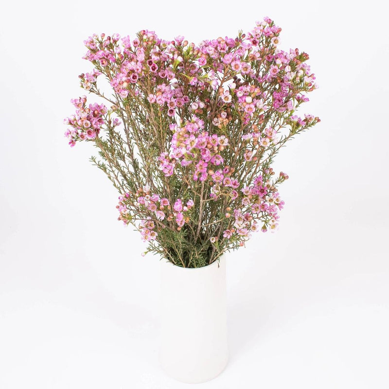 Pinky Lavender Wax Flower in Vase