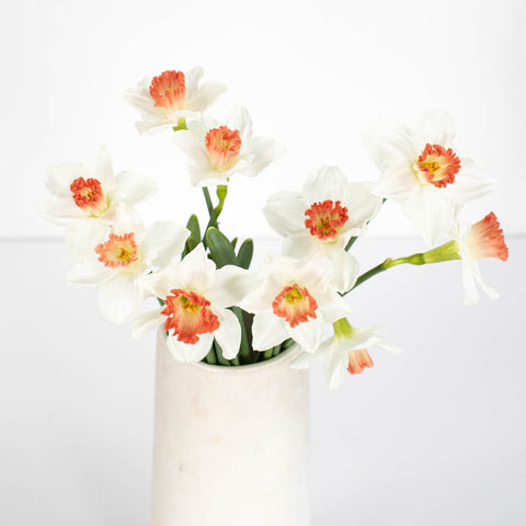 Pink and White Daffodil Flower Bunch in Vase