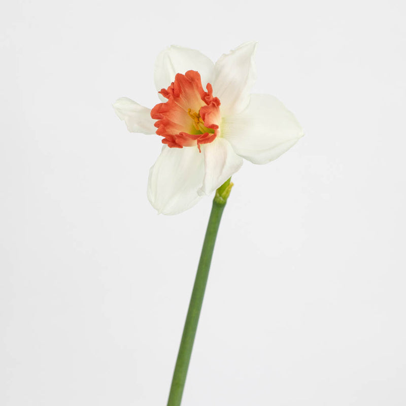 Pink and White Daffodil Flower Stem