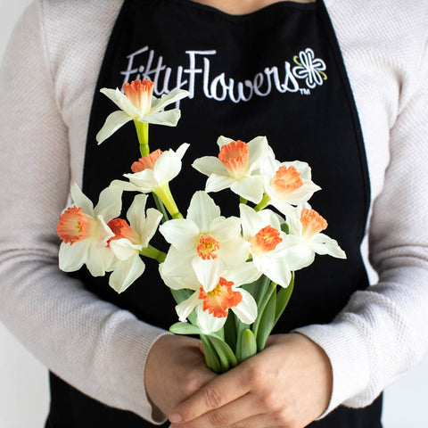 Pink and White Daffodil Flowers Bunch in Hand