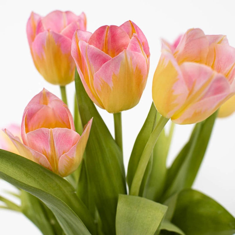 Tom Pouce Pink and Yellow Tulip Wholesale Flower Up close