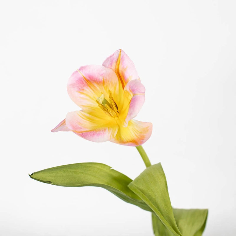 Pink Yellow Tulip Flower Stem