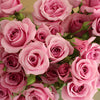 Pinky Lavender Spray Roses
