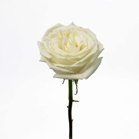 Playa White Rose Flower Stem