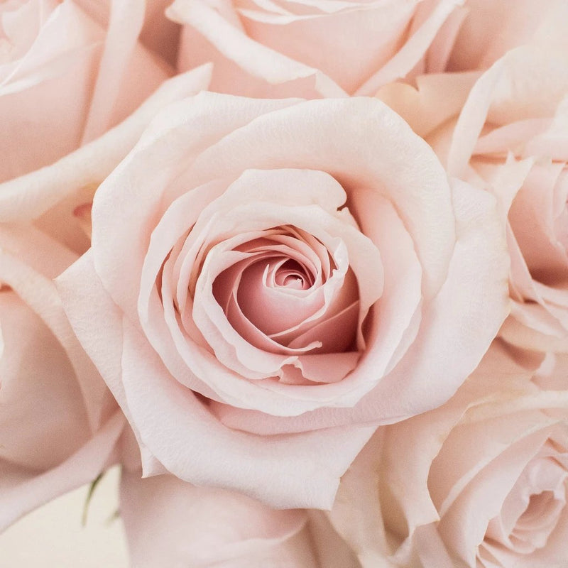 Buy Wholesale Blushing Beauty Poma Rosa Roses in Bulk - FiftyFlowers