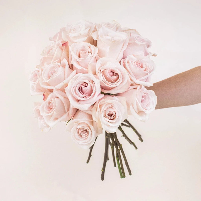 Poma Rosa Blush Roses in a Hand