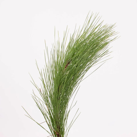 Long Needle Pine Greenery Single Stem