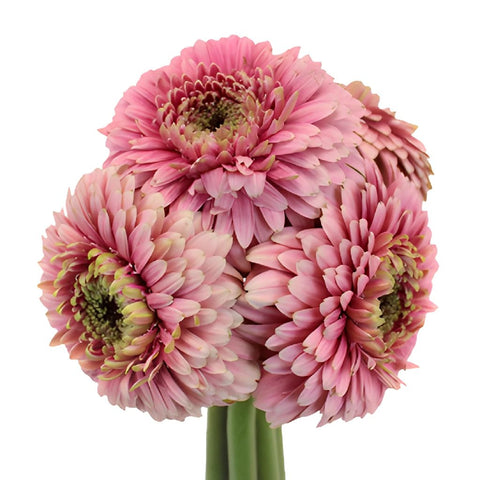 Posh Pink Gerrondo Daisy Flower