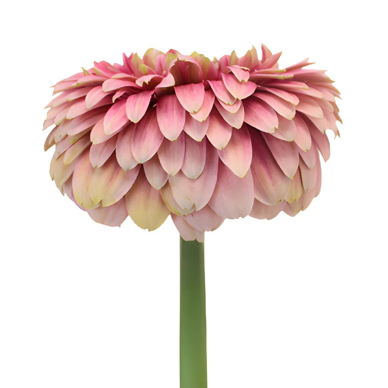 Posh Pink Gerrondo Daisy Flower