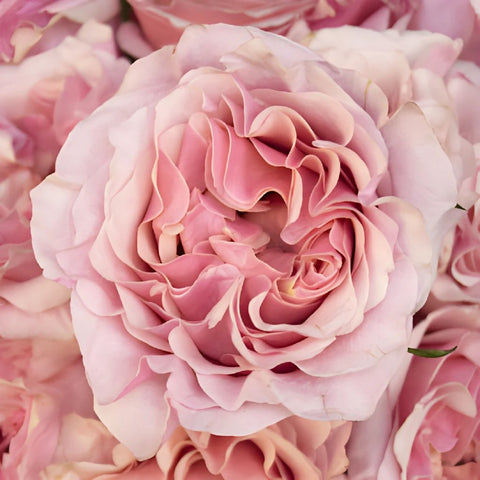 Powder Pink Garden Roses up close