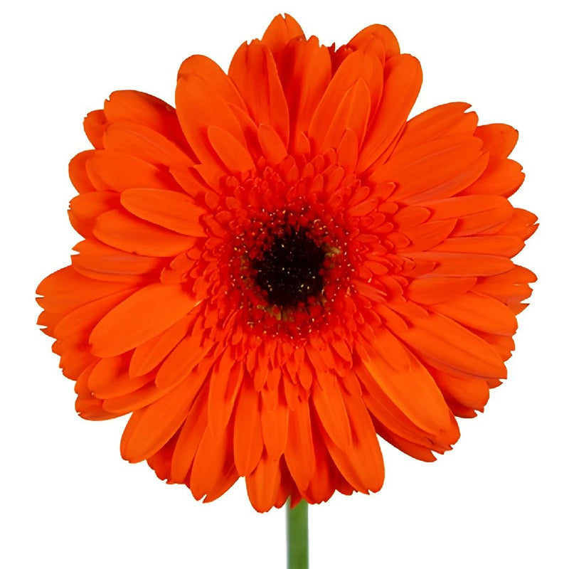Gerbera Daisy Prestige Dark Orange Flower Up close