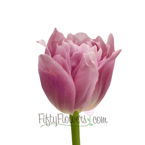 Price Pinky Purple Double Tulip Wholesale Flower Up close