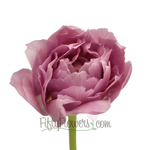 Price Pinky Purple Double Tulips Wholesale Flower Side Stem