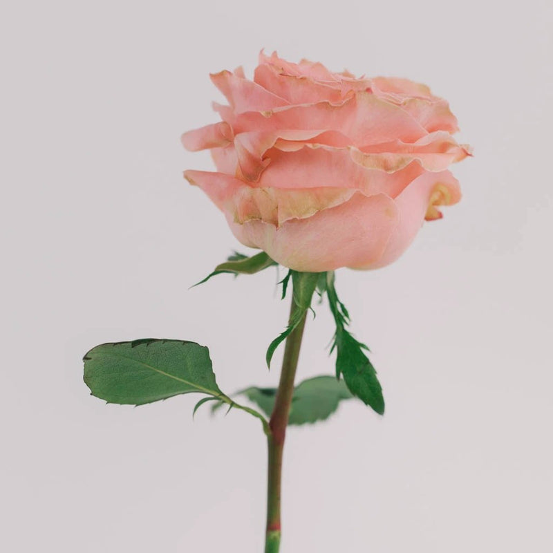 Princess Crown Garden Rose Flower Stem