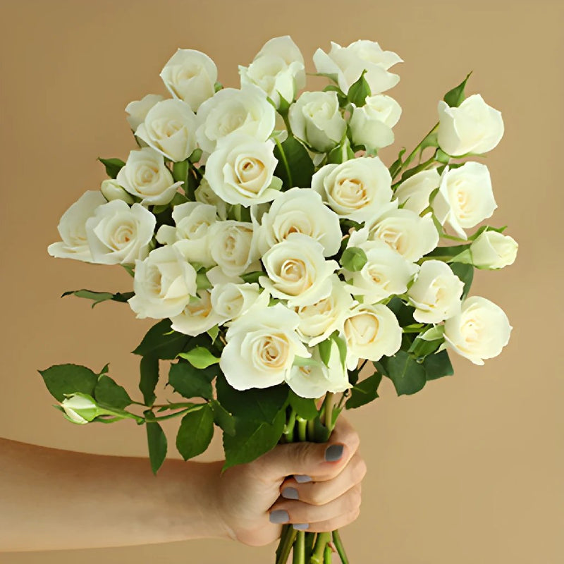 Princess Ivory Cream Wholesale Rose Bunch in a hand