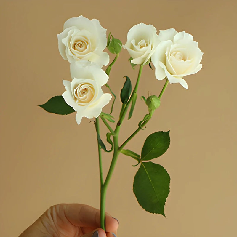 Princess Ivory Cream Rose Stem