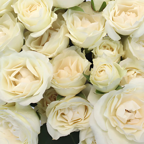 Princess Ivory Cream Spray Roses up close