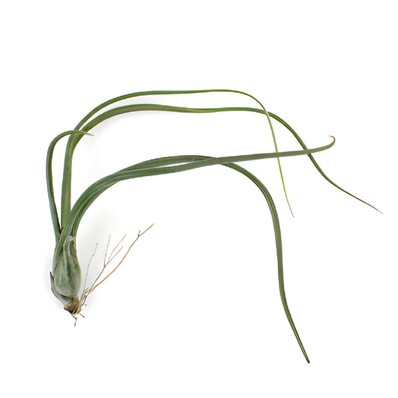 Eco Chic Pseudobaileyi Air Plants for Arranging