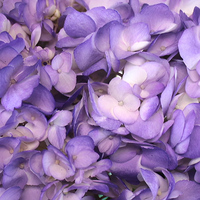 Purple Airbrushed Hydrangea Wholesale Flower Up close