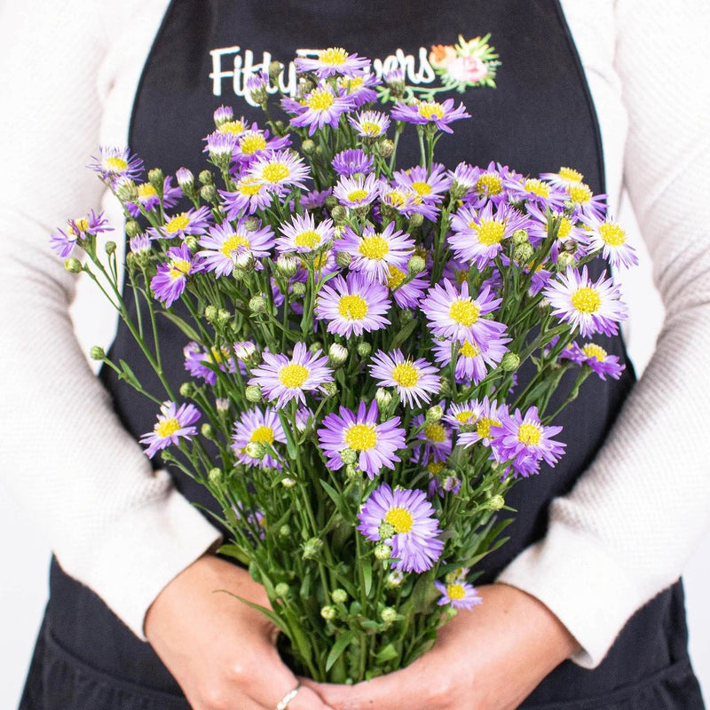 Purple Aster Flowers Bunch in Hand