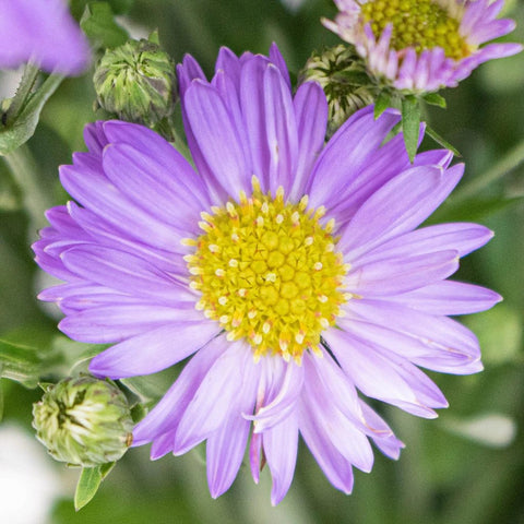 Purple Aster Flowers Up Close