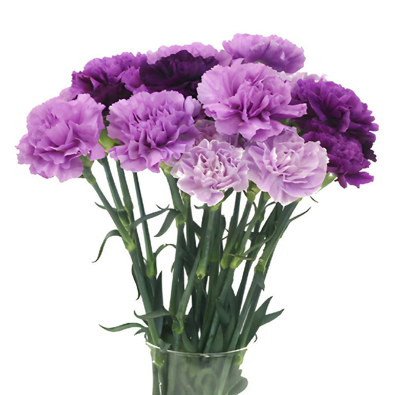 Purple Carnation Flowers In a vase