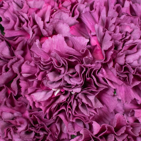 Purple Carnations Flower Up Close