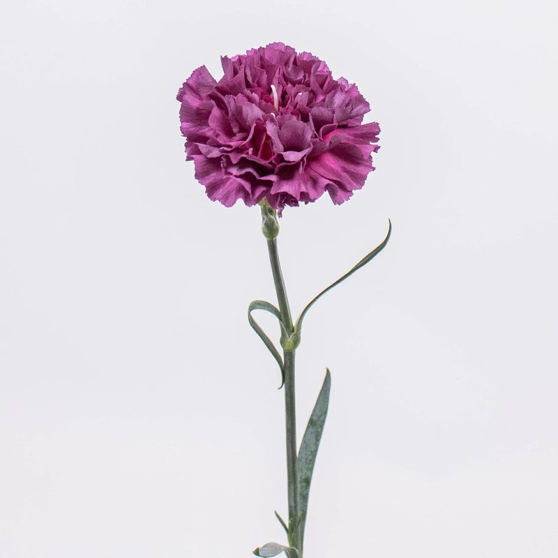 Purple Carnation Flower Stem