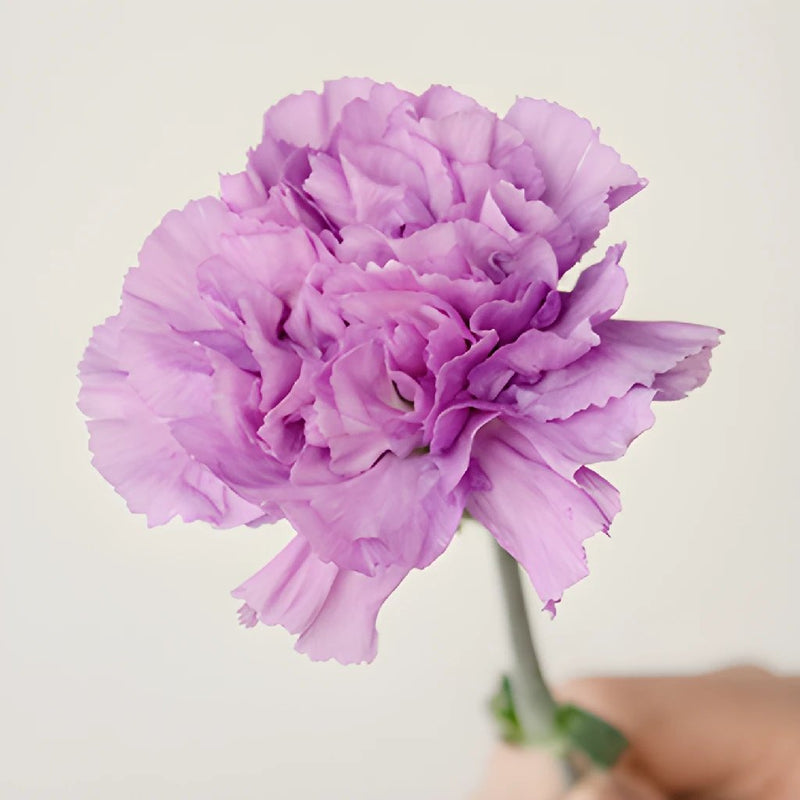 Purple Deep Lavender Carnation Stem