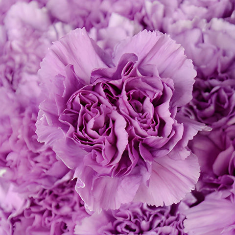 Purple Deep Lavender Wholesale Carnations Up close
