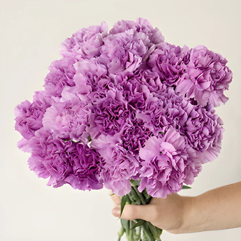 Purple Deep Lavender Carnation Bunch in a hand