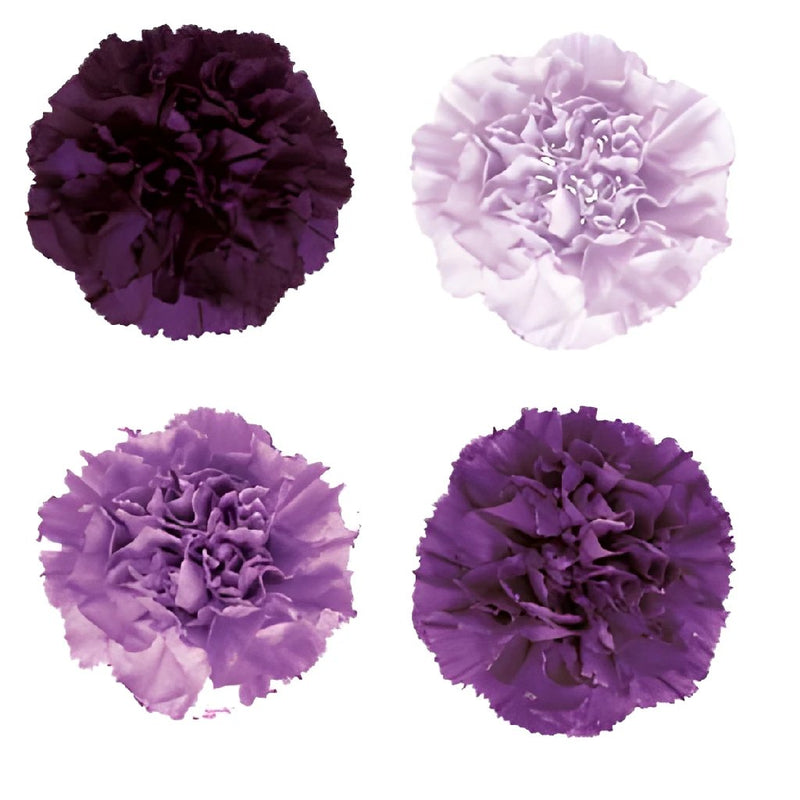 Comparison Purple Carnations Flatlay