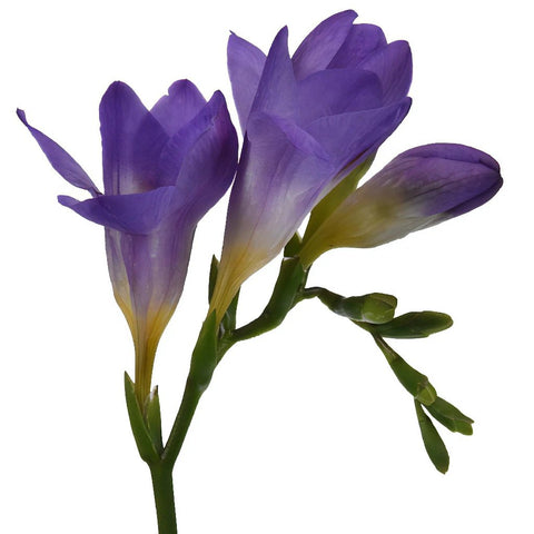 Purple Freesia Flower Stem Close Up