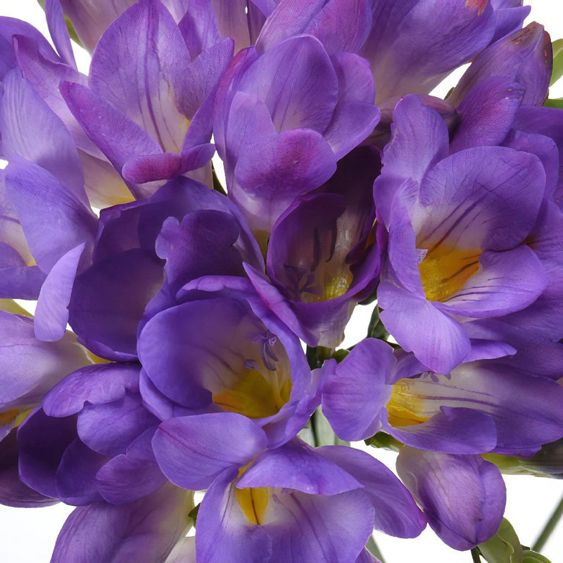 Purple Freesia Flower Up Close