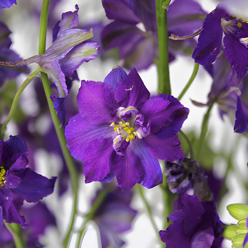 Larkspur Purple Flower