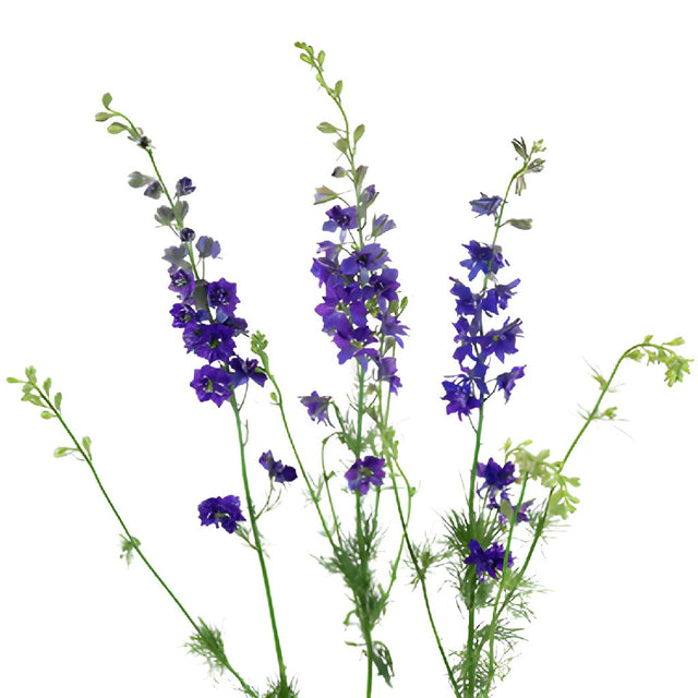 Buy Wholesale Larkspur Purple Flower in Bulk - FiftyFlowers