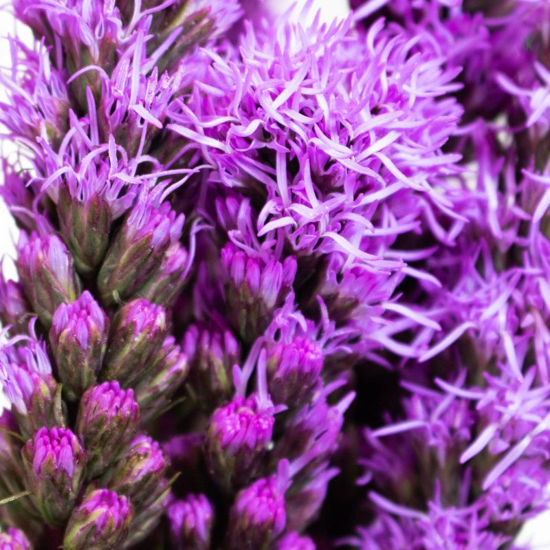 Purple Liatris Flower Up Close