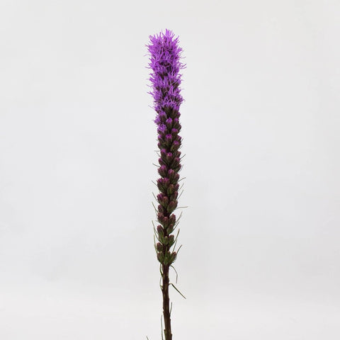 Purple Liatris Flower Stem
