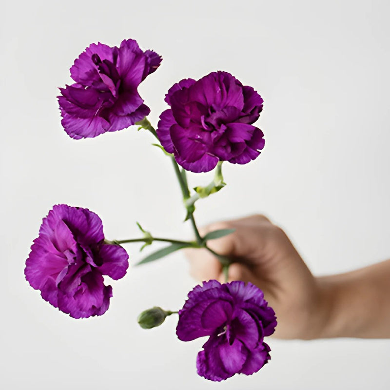 Purple Mini Carnation Stem