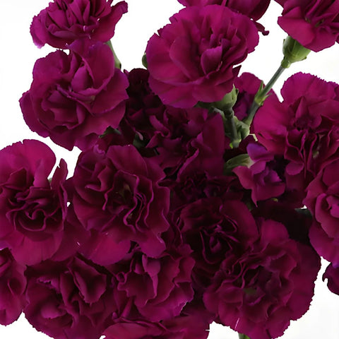 Purple Mini Carnation Flowers Up Close