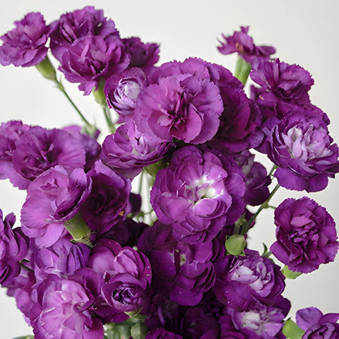 Purple Mini Wholesale Carnations Up close