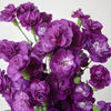 Moonique Purple Mini Carnation Flowers