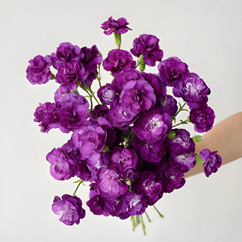 Purple Mini Carnation Bunch in a hand