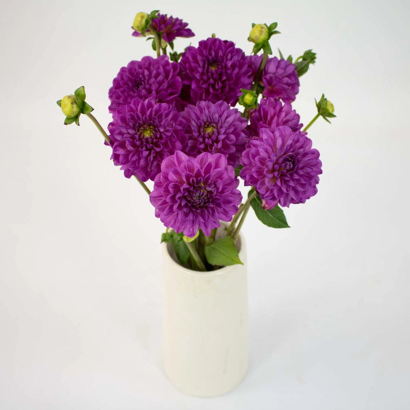 Purple Passion Dahlia Flower Bunch in Vase