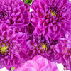 Purple Passion Dahlia Flower