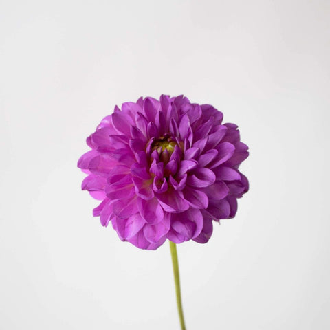 Purple Passion Dahlia Flower Stem
