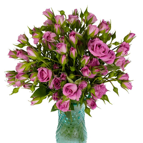 Purple Sky Berry Pink Wholesale Roses In a vase