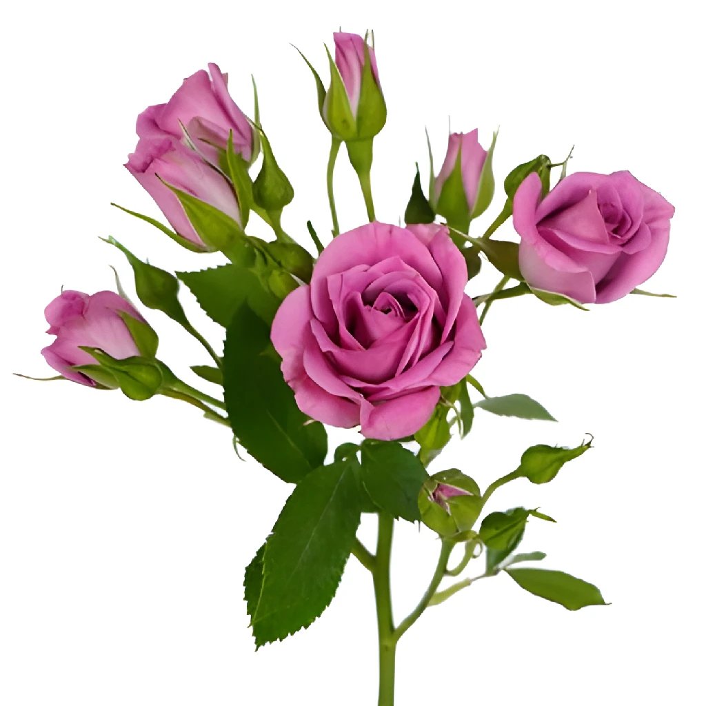 Buy Wholesale Pinky Purple Spray Rose in Bulk - FiftyFlowers