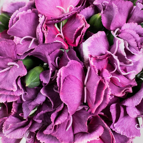 Purple Bono Solomio Wholesale Flower Upclose