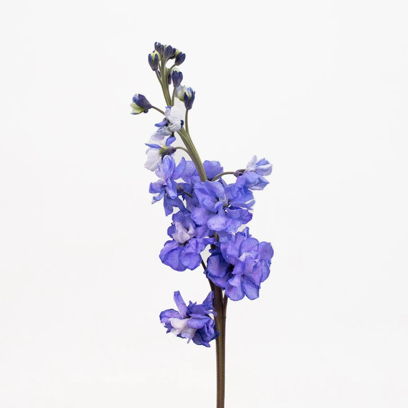 Purple Tinted Stock Flower Stem